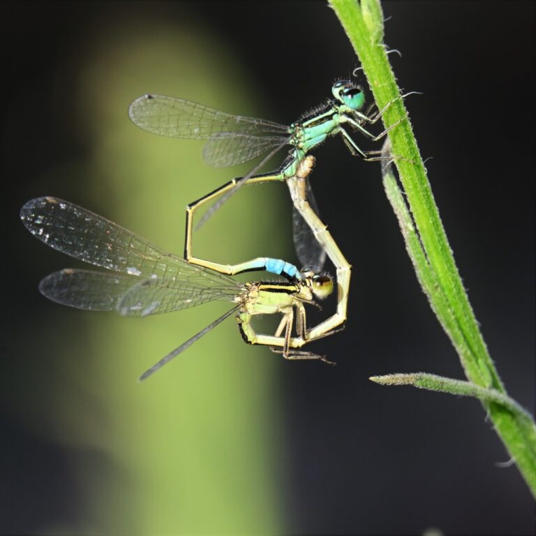 Blue-tailed damselflies mate near the fishponds on Kibbutz HaMa’apil in central Israel. (Photo: Uriel Levy)