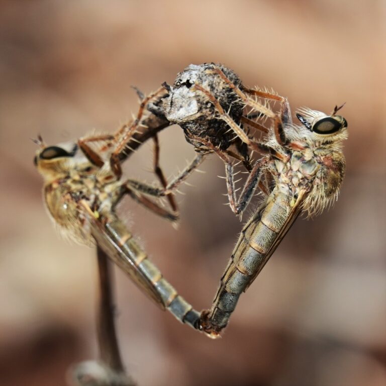 An unknown species of robber fly mates at Kibbutz Eshbal. (Photo: Uriel Levy)