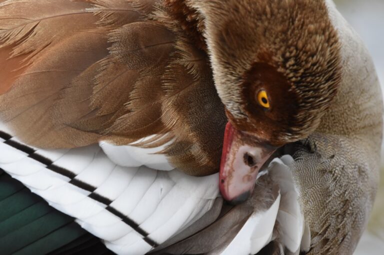 An Egyptian goose cleans her feathers in Yarkon Park in Tel Aviv. (Photo: Uriel Levy)