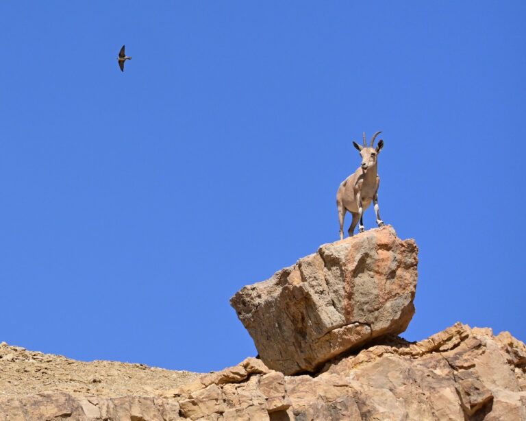 A Nubian ibex and a rock martin in Ein Saharonim, a spring in southern Israel (Photo: Uriel Levy)