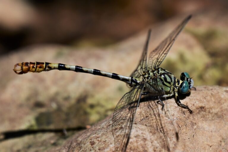 A pale pincertail dragonfly in the upper Nahal Amud, a nature reserve near the Sea of Galilee. (Photo: Uriel Levy)