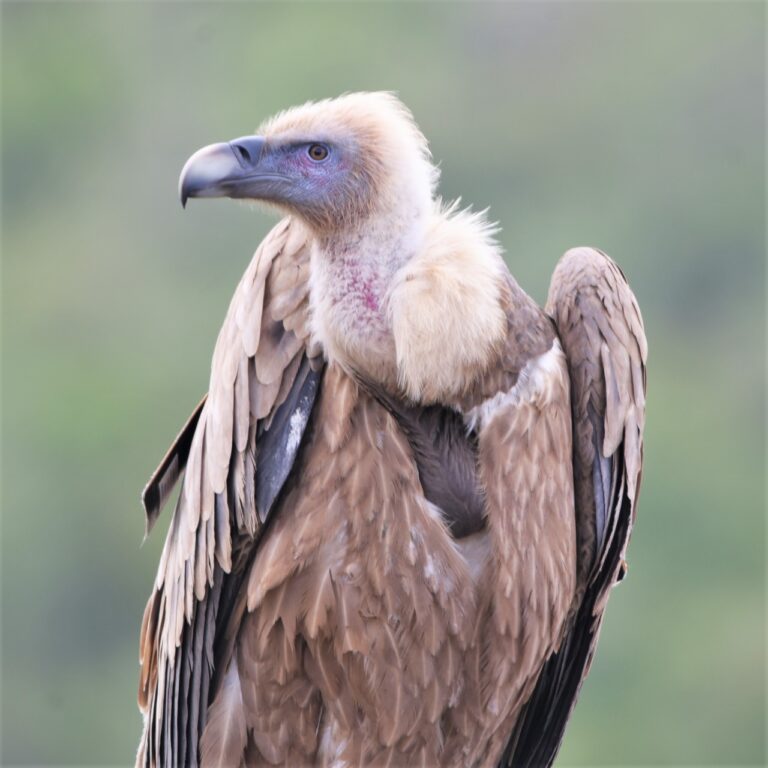 A Eurasian griffon vulture at the Carmel Hai-Bar Nature Reserve in northern Israel. (Photo: Uriel Levy)