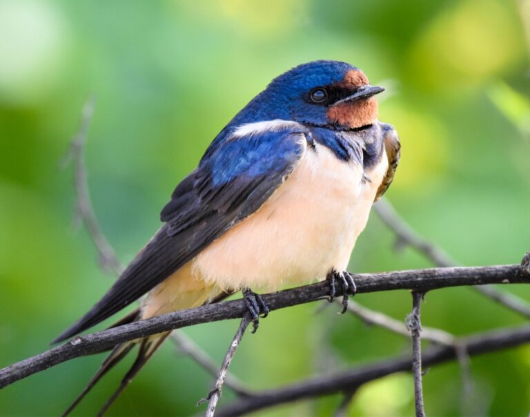 A barn swallow at the Kfar Ruppin Amud Reservoir in northern Israel. (Photo: Uriel Levy)