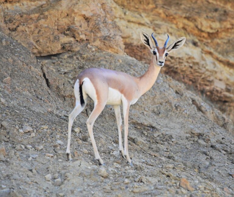 A dorcas gazelle in Makhtesh Ramon. (Photo: Uriel Levy)