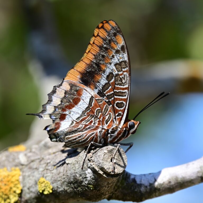 A two-tailed pasha butterfly at the Carmel Hai-Bar Nature Reserve. (Photo: Uriel Levy)