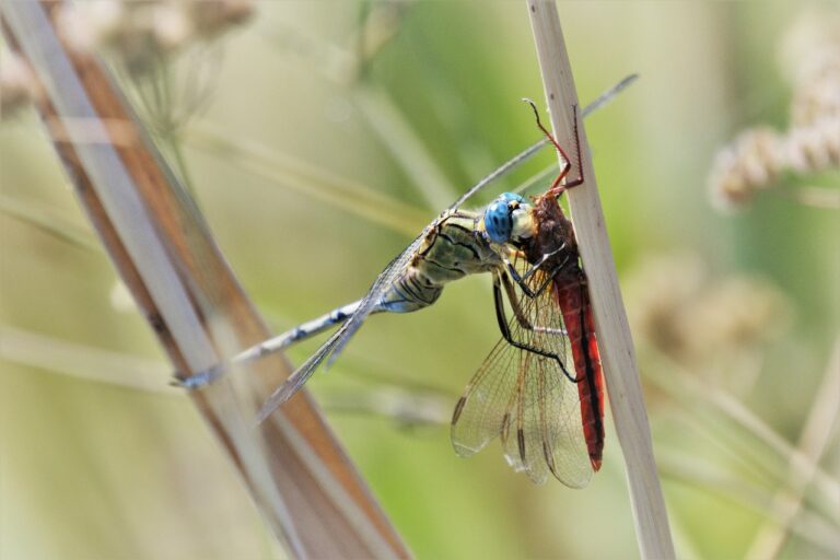 A long skimmer dragonfly eats a scarlet skimmer dragonfly at Kfar Masaryk, a kibbutz in northern Israel. (Photo: Uriel Levy)