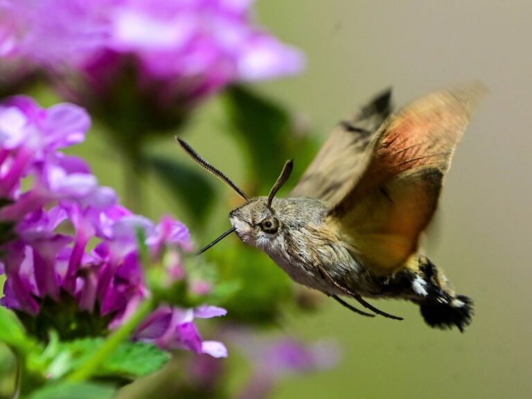 A hummingbird hawk-moth drinks nectar from a trailing lantana on Kibbutz Eshbal in northern Israel. (Photo: Uriel Levy)