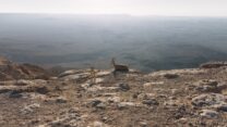 צילום: דניאל ניומן, unsplash
