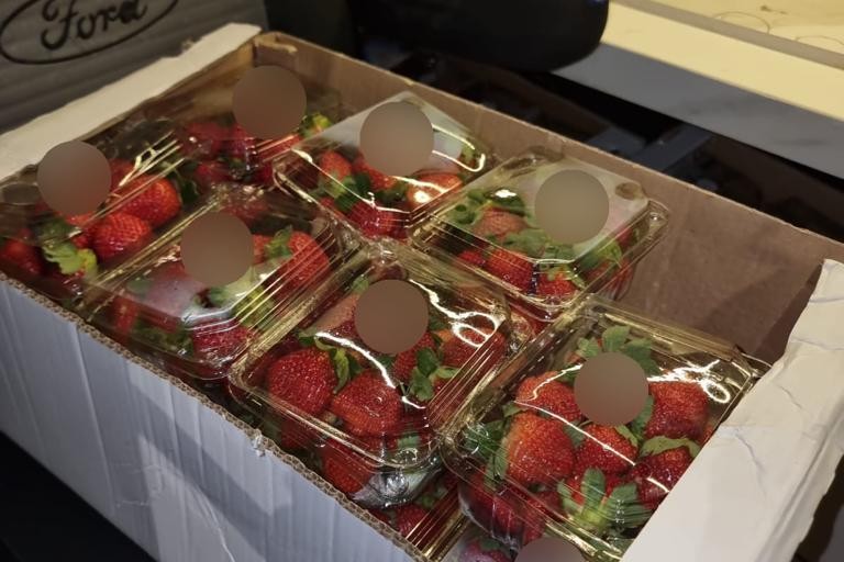 ארגז תותים שהוברח מעזה (צילום: משרד החקלאות)