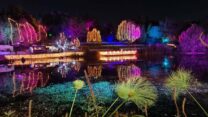 winter lights בחנוכה בגן הבוטני (צילום: תום עמית)