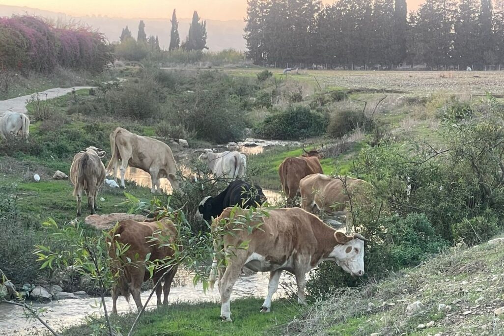 עדר פרות שפלש לשטח חקלאי (צילום: דוברות המשטרה)