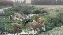 עדר פרות שפלש לשטח חקלאי (צילום: דוברות המשטרה)