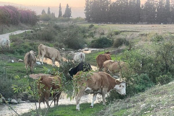 עדר פרות שפלש לשטח חקלאי (צילום: דוברות המשטרה)