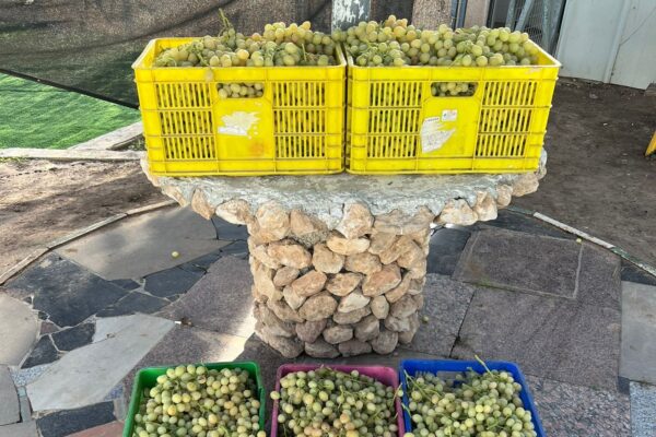 160 ק"ג ענבים שנגנבו ממושב לכיש (צילום: דוברות המשטרה)