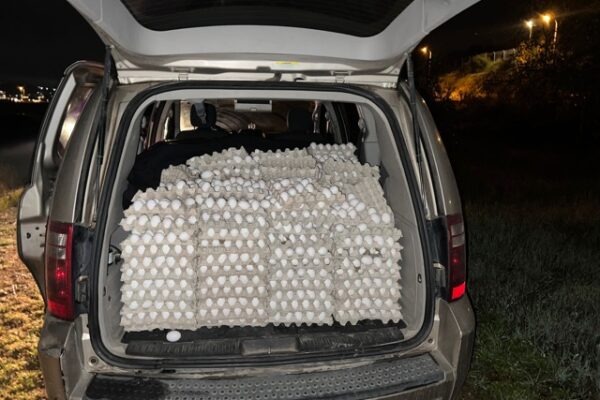 סיכול הברחתן של 12 אלף ביצים מהרשות הפלסטינית (צילום: דוברות משמר הגבול)