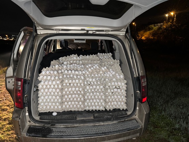 סיכול הברחתן של 12 אלף ביצים מהרשות הפלסטינית (צילום: דוברות משמר הגבול)