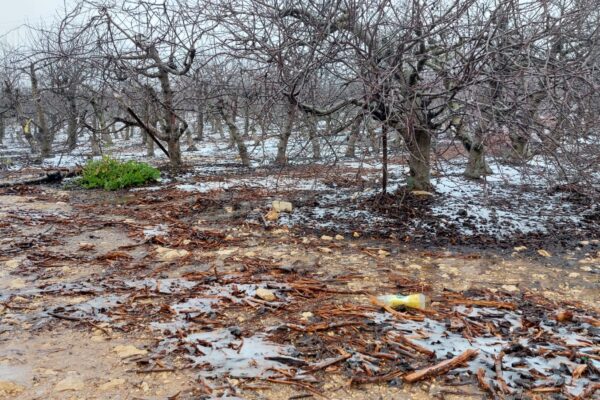 קרח על הקרקע במטע בגוש עציון (צילום: דוברות מועצה אזורית גוש עציון)
