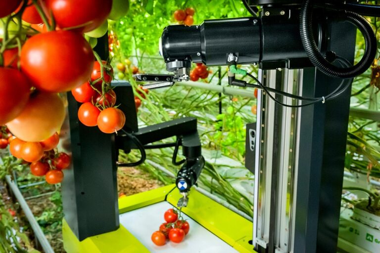 התקן הקטיף תופס וקוטף את אשכול העגבניות מהצמח בפעולה אחת, בלי לגרום נזק לצמח או לפרי (צילום: MotoMotion)