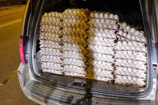 תבניות ביצים שנתפסו ברכבו של מבריח (צילום: דוברות המשטרה)