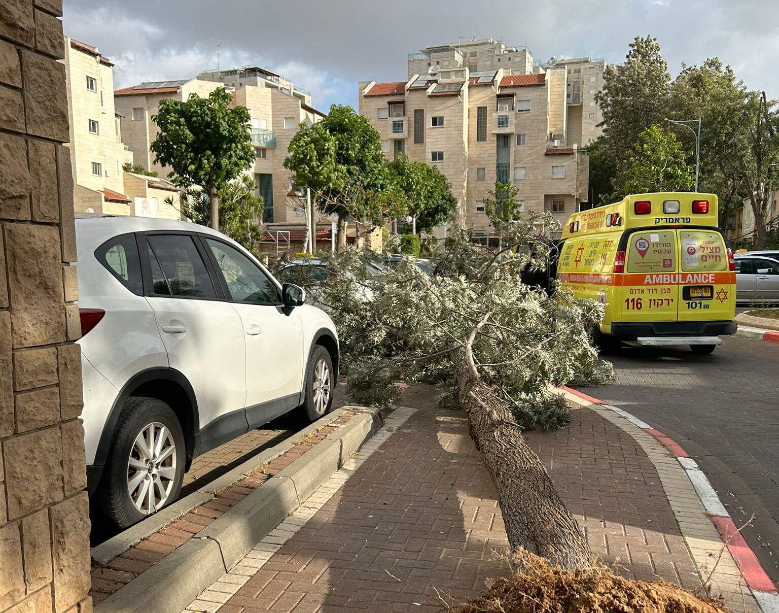 עץ שקרס באור יהודה (צילום: תיעוד מבצעי מד"א)