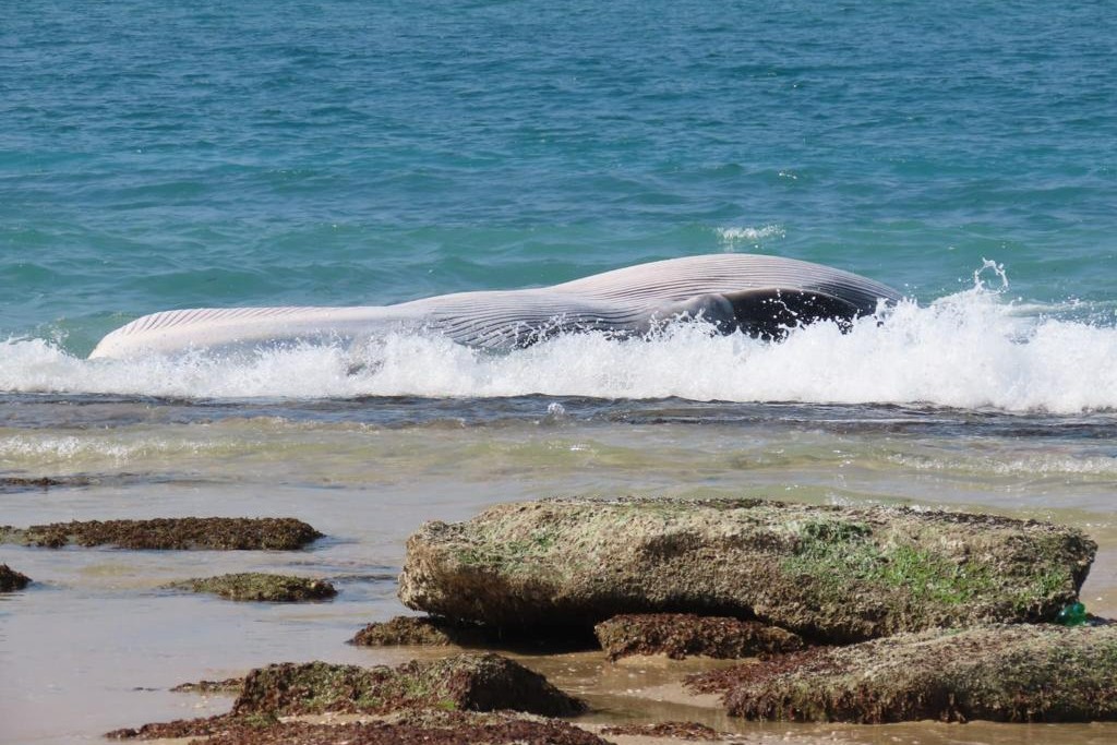 גופת הלוויתן המצוי שנסחפה לחוף זיקים (צילום: אביתר בן אבי, רשות הטבע והגנים)
