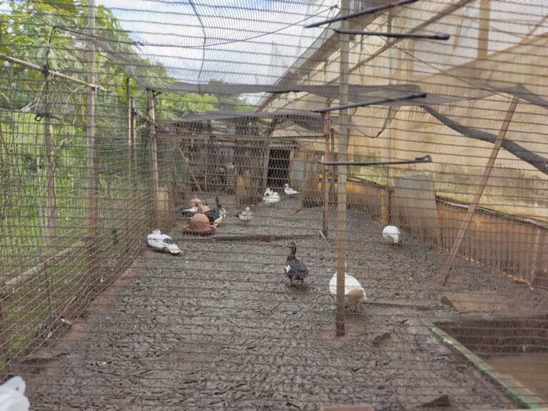 תרנגולות וברווזים בכלובים מסודרים. מגדלים גם חיות למאכל (צילום: מאיה רונן)