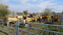 חלק מהפרות שנגנבו לפי החשד מרמת הגולן (צילום: דוברות המשטרה)