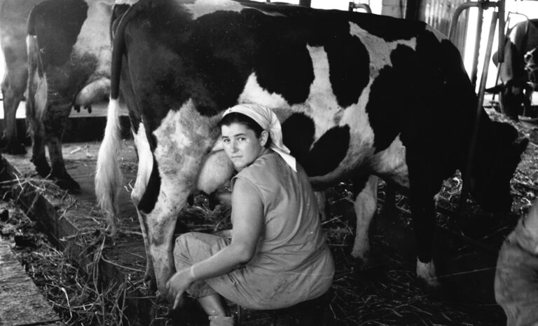 And in the cowshed. (Photo: Bitmuna, Kibbutz Sa'ar archive)