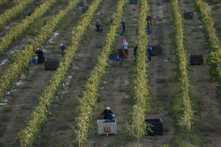 The grape harvest at Har HaNegev. (Photo: Ilan Nachum)