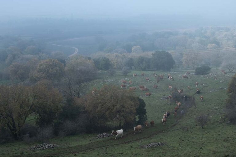 Cows in the Golan Heights. (Photo: Ilan Nachum)