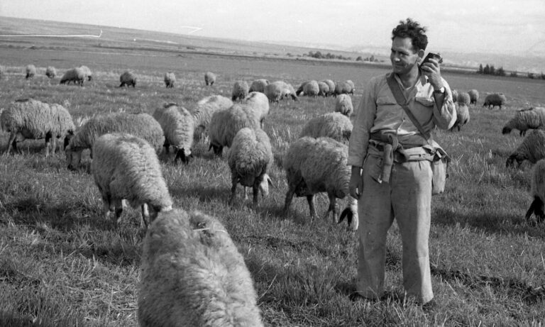 עדר הכבשים של תל יוסף, 1963 (צילום: אליעזר סקלרץ)