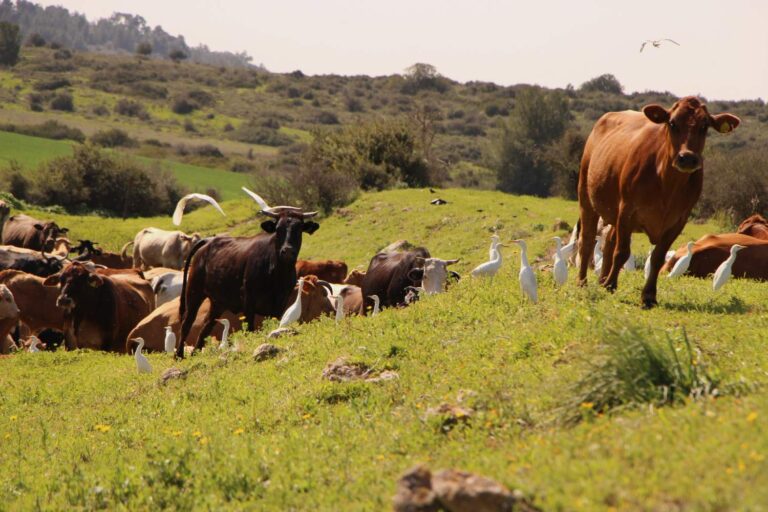 פרות רועות באזור מועצה אזורית מטה יהודה (צילום: גרשון אלינסון/פלאש90)