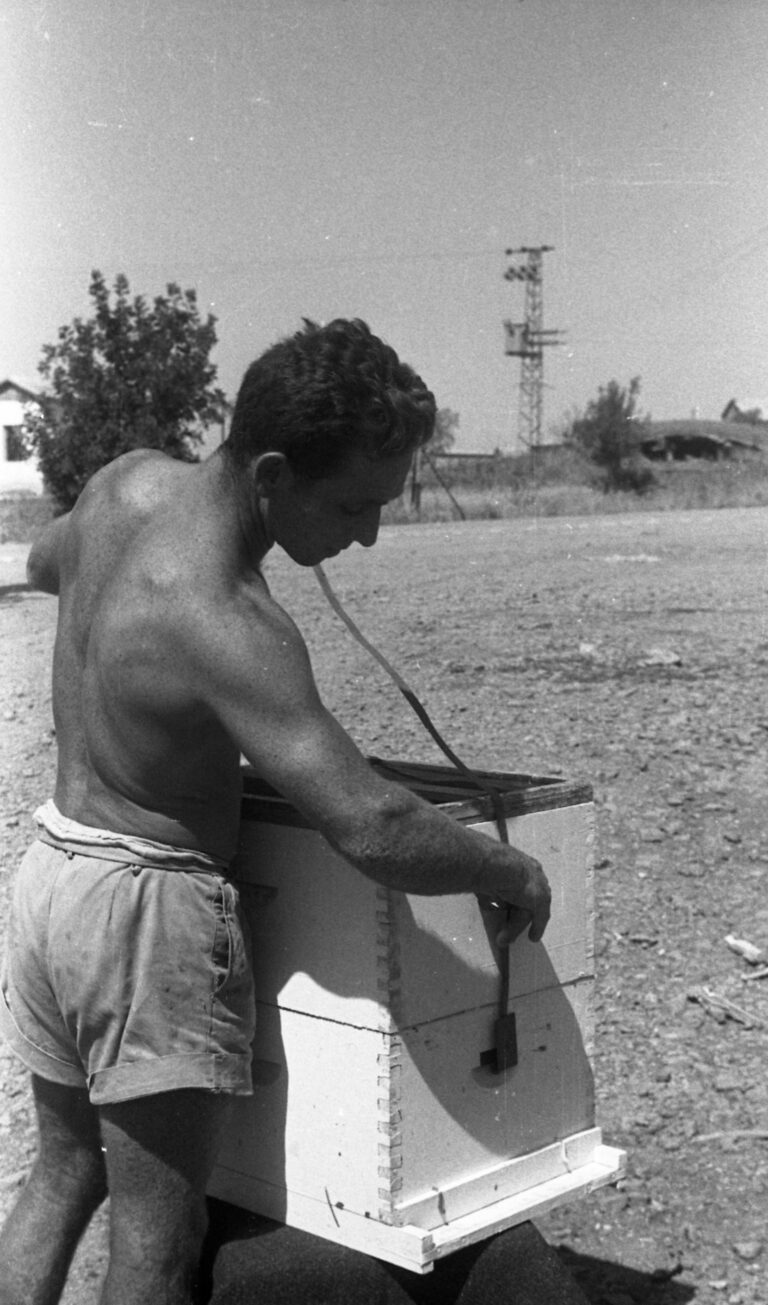 העברת ארגז מכוורת, עין חרוד, 1959 (צילום: רענן גלילי)