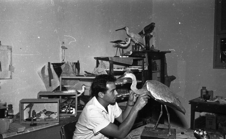 יוסף שיין, מפחלץ, בית שטורמן, 1959 (צילום: רענן גלילי)