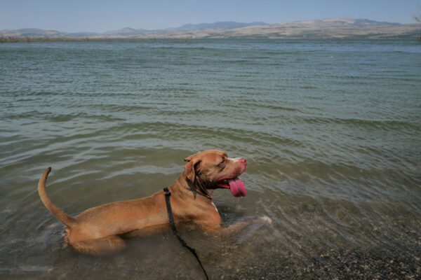 כלב שוחה בכנרת במהלך יום שרבי (צילום: מיכאל גלעדי/פלאש90)