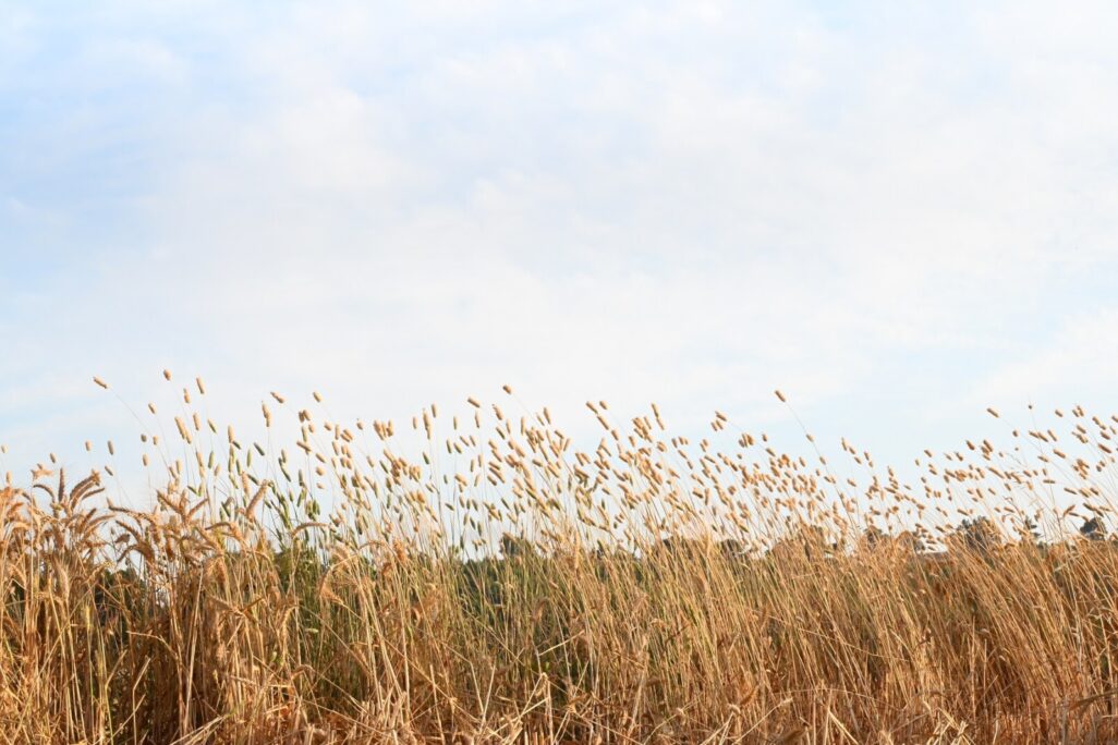 שיבולים בשדה חיטה (צילום: אור גואטה)