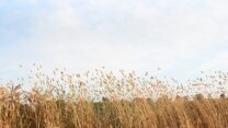 שיבולים בשדה חיטה (צילום: אור גואטה)