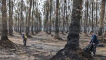 המטעים בקיבוץ אלמוג אחרי השריפה (צילום: גדי לוי)