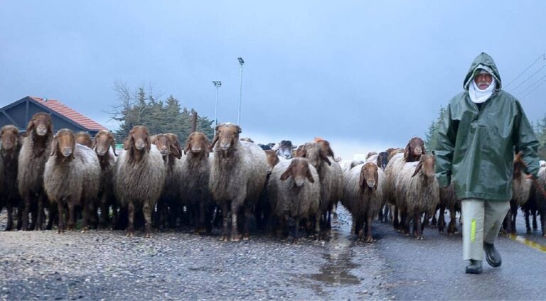 גם בחורף, הכבשים לא מוותרות על טיול (צילום: איציק יצחק)