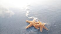 (קרדיט: depositphotos)