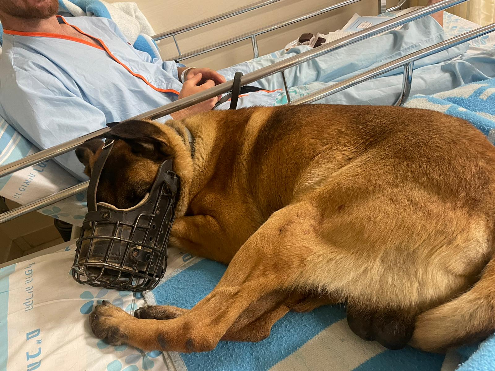הכלב דאגו חדר הלם ברמב&quot;ם בזמן הטיפול בלוחם שלידו (צילום: דוברות רמב&quot;ם)