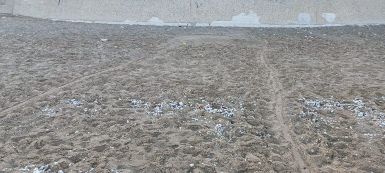 קני ים שנמצאו על החוף בחיפה (צילום: דוברות עיריית חיפה)