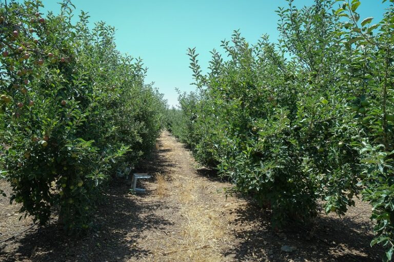 מטע התפוחים של משפחת אלשאער (צילום: דוד טברסקי)