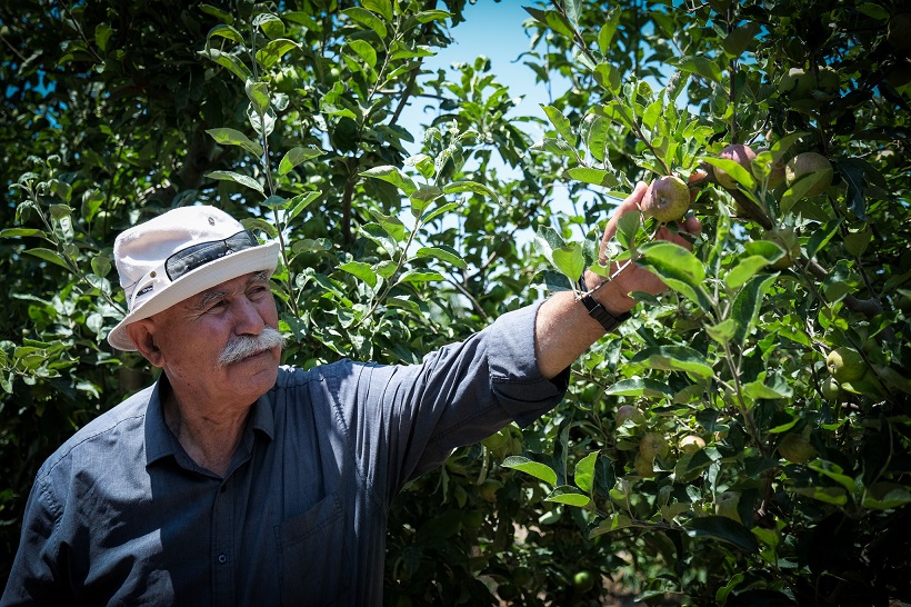 פואד אלשאער במטע התפוחים של משפחתו במג'דל שמס (צילום: דוד טברסקי)