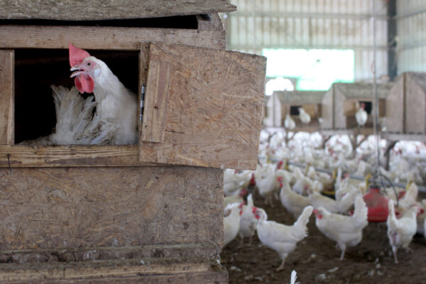 תרנגולות בלול (צילום אילוסטרציה: נתי שוחט, פלאש90)