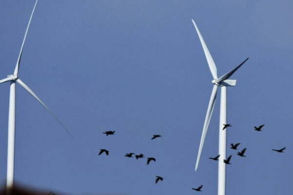 עופות נודדים סמוך לטורבינות הרוח (צילום: לירון שפירא/החברה להגנת הטבע)