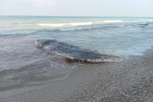לוויתן ראשתן שנסחף לחוף געש (צילום: ד"ר עוז גופמן)