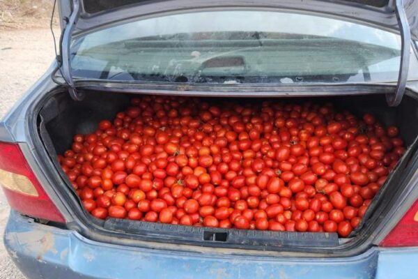 תא מטען מלא בעגבניות גנובות (צילום: דוברות המשטרה)