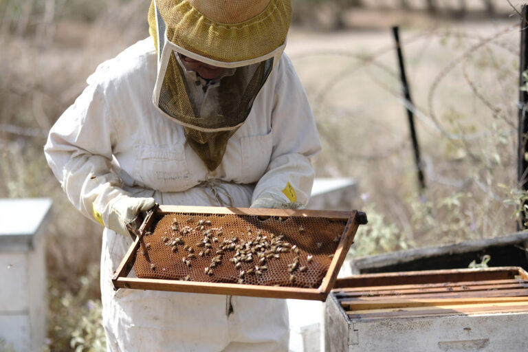 זילברמן בן סימון עם חלה מלאת דבורים. &quot;זו תחושה טובה אם יש משהו שאני יכולה לעשות כדי לטפל בדבורה&quot; (צילום: דוד טברסקי)