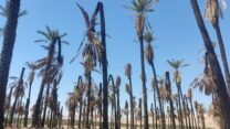 מטע התמרים באלמוג, כארבעה חודשים לאחר השריפה (צילום: מאיה רונן)